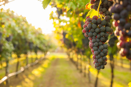 Black grape clusters in a Var vineyard at sunset
